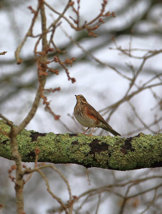 Aux Arbres Chanteurs Ploulech Exteriér fotografie