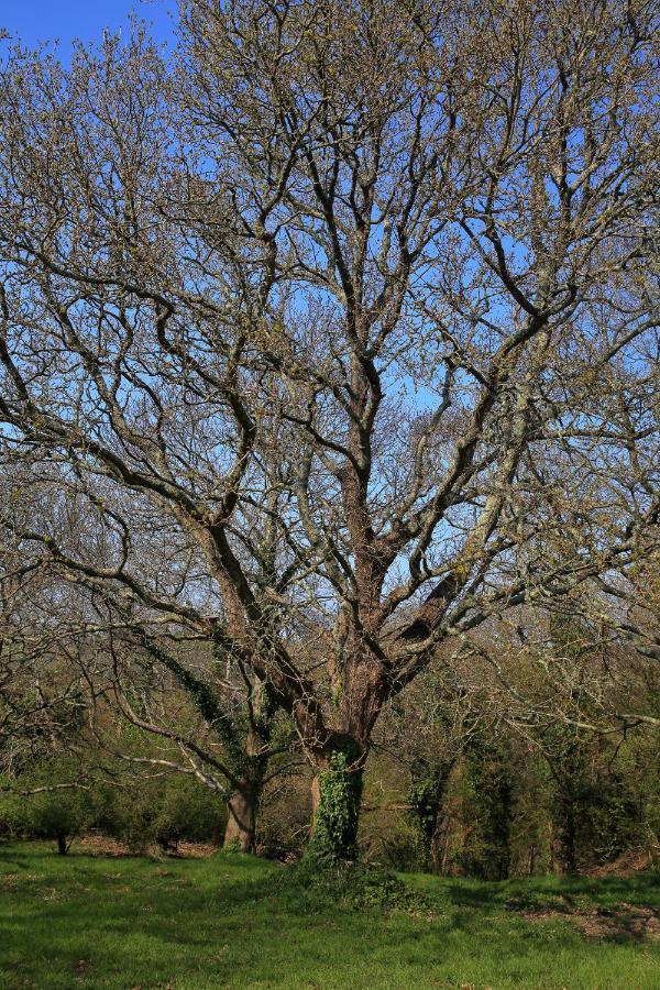 Aux Arbres Chanteurs Ploulech Exteriér fotografie