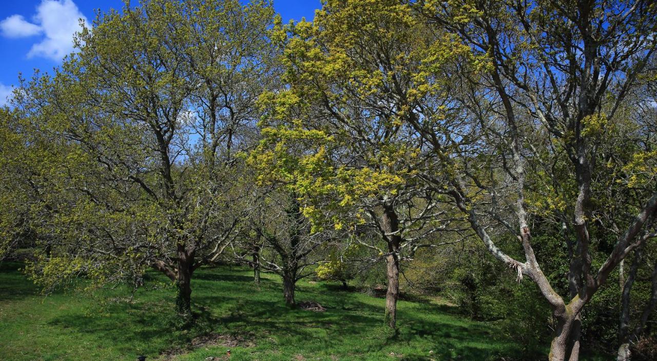 Aux Arbres Chanteurs Ploulech Exteriér fotografie